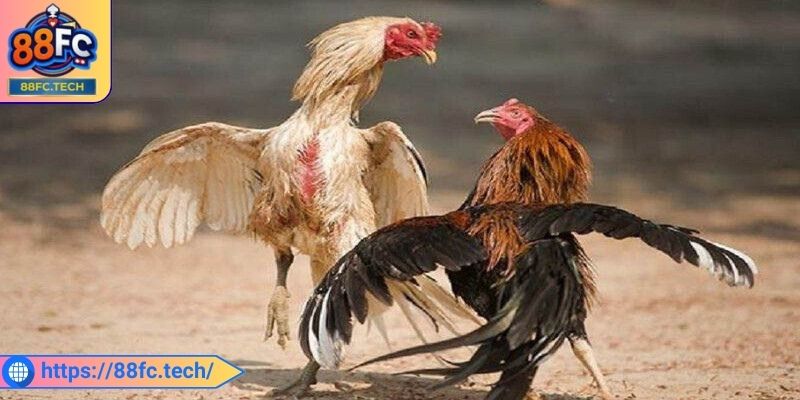 Đá Gà Cựa Dao 88FC – Sân Chơi Kịch Tính, Uy Tín Hàng Đầu 1 Tìm hiểu chung về đá gà cựa dao 88FC