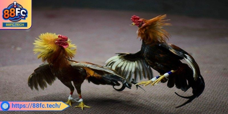 Đá Gà Cựa Sắt 88FC - Nơi Giải Trí Hấp Dẫn Hàng Đầu Hiện Nay 2 Âm thanh, hình ảnh rõ nét từng khoảnh khắc