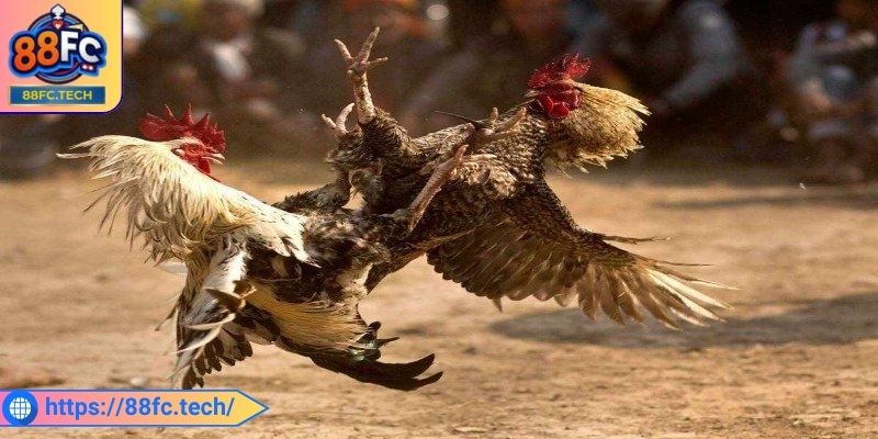 Đá Gà Cựa Sắt 88FC - Nơi Giải Trí Hấp Dẫn Hàng Đầu Hiện Nay 3 Đánh giá chính xác điểm mạnh yếu từng chiến kê