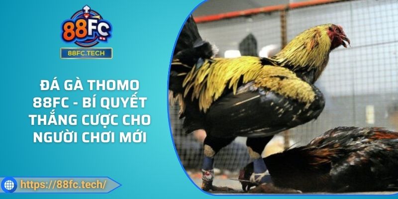 Đá gà Thomo 88FC - Bí quyết thắng cược cho người chơi mới 5 Đá gà Thomo 88FC - Bí quyết thắng cược cho người chơi mới